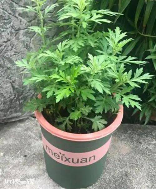 驱蚊树哪种比较好用(十种驱蚊且好养的植物品种)-图片11
